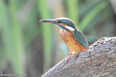 Blauet (Alcedo atthis)