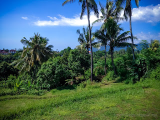 Rural Farm Field Landscape With Coconut Trees And Plants North Bali Indonesia