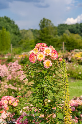 Powsin ogród botaniczny PAN róże