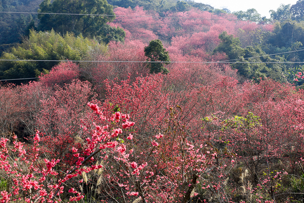 台中新社白毛台櫻花林上千棵櫻花樹的步道，新社賞櫻秘境