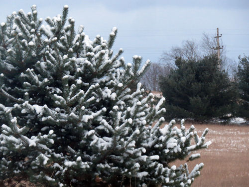 snow on pine tree