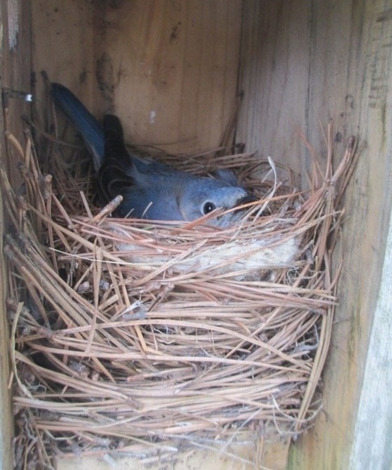 PA Environment Digest Blog More Than 7,800 Birds Fledged Through DCNR