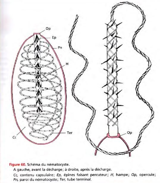 systèmes de défense CNIDOCYSTE