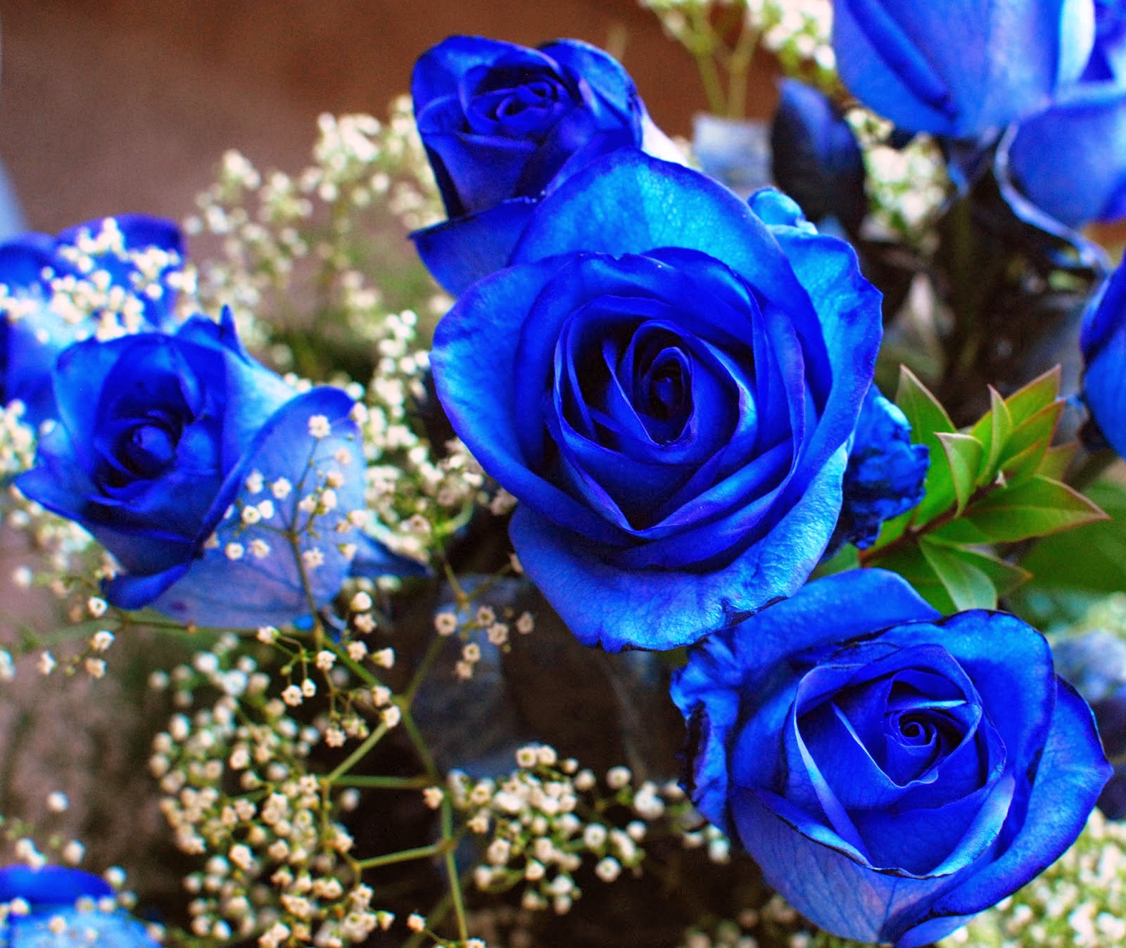 Flower Picturess Flower Pictures