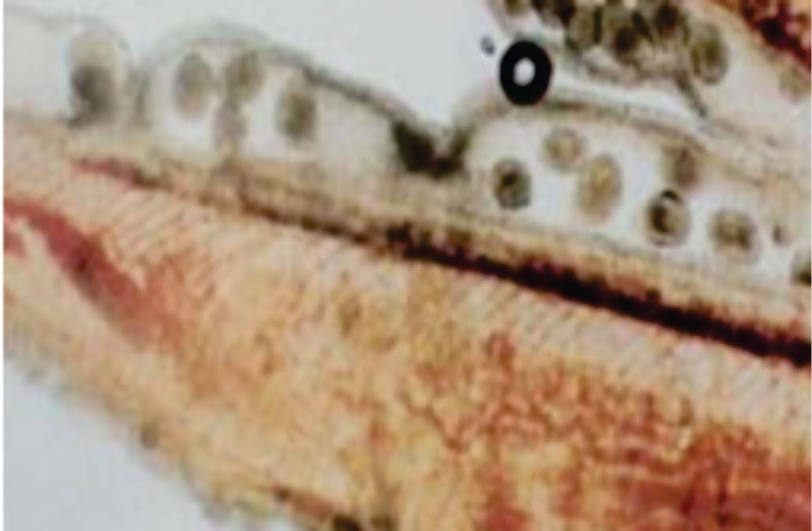 Penyakit Protozoa Akibat Infeksi Cryptocaryon sp Lalaukan