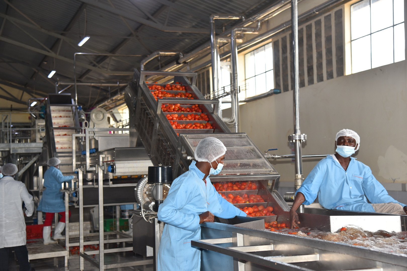 Are you looking for setting up tomato processing plant?