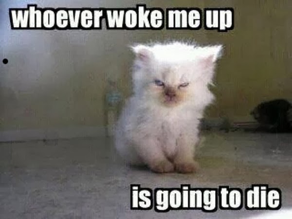 kitten-whoever-woke-me-up-is-going-to-die.jpg