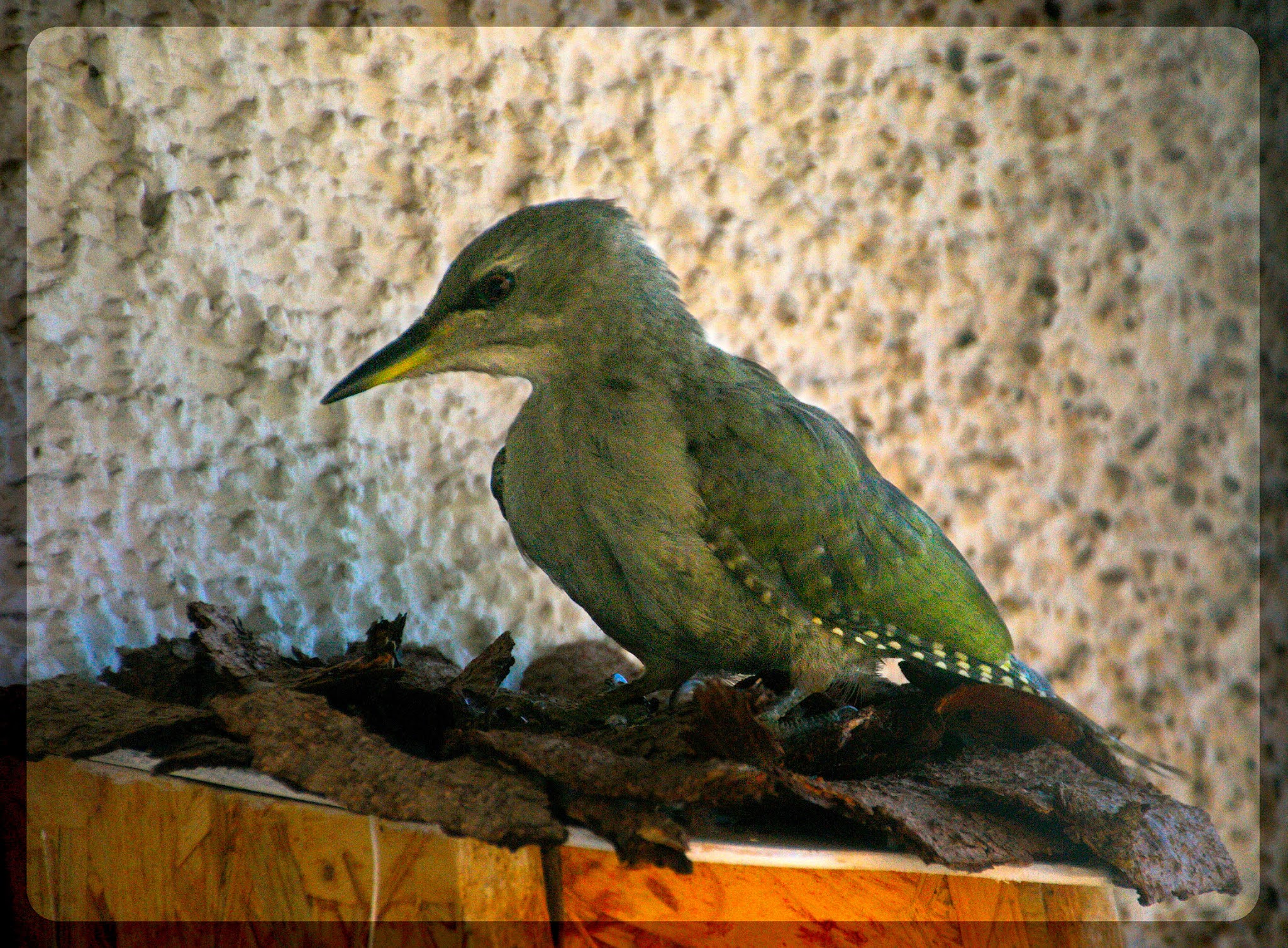 Green woodpecker