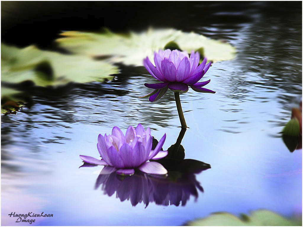 Lãng Phong LỤY TÌNH HOA SÚNGPhương Hoa và Thơ Họa