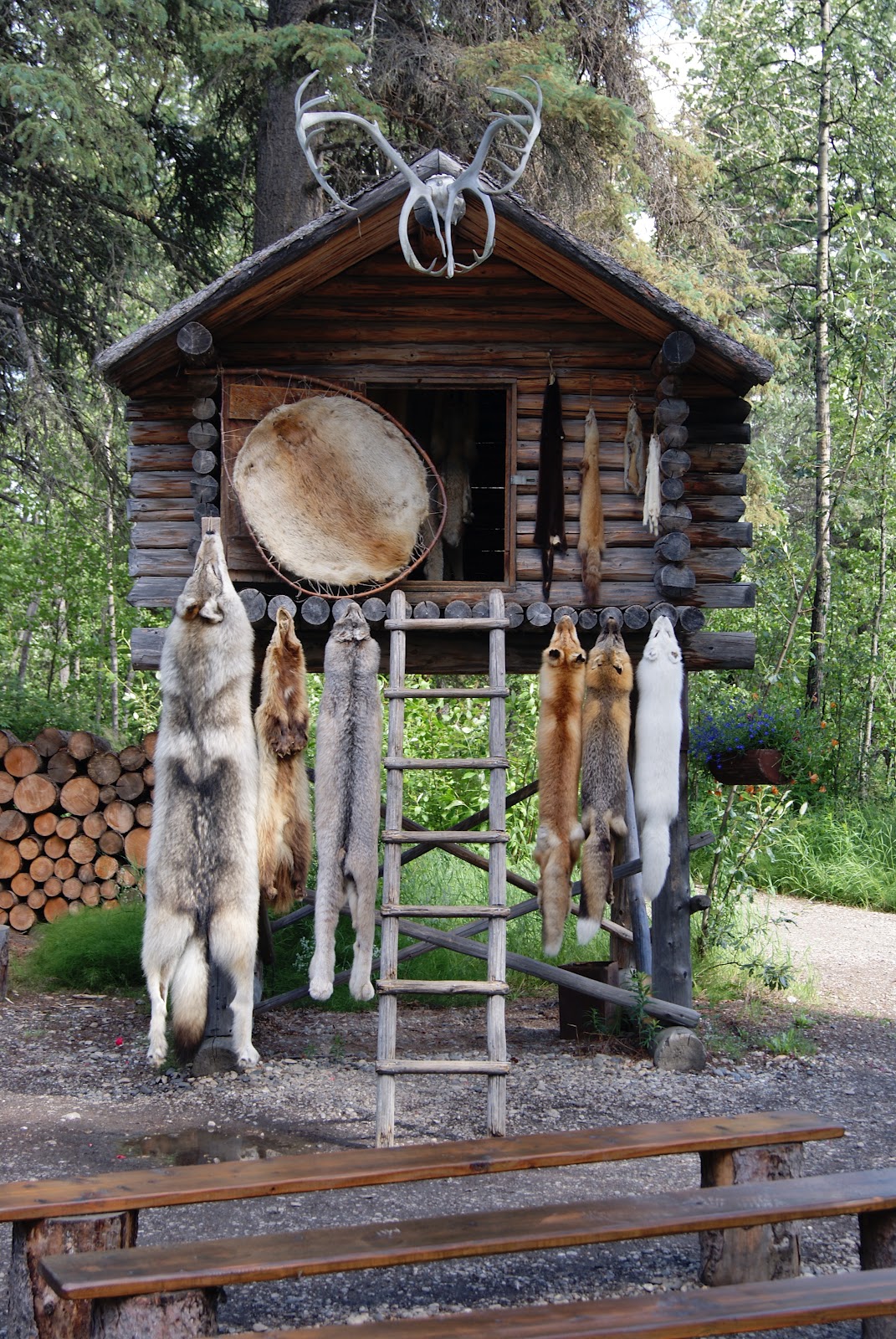 l-pendergrast-s-apbiology-the-canadian-boreal-forest-food-chain