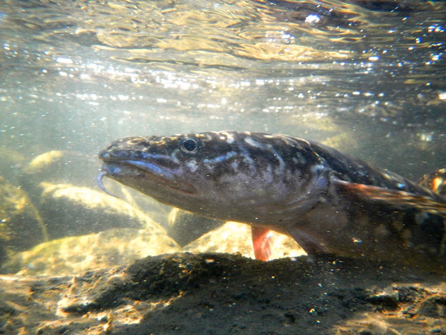 Lake Roosevelt Burbot