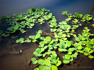 Aquatic Plant Water Lettuce Or Pistia Stratiotes Float On Water In The Rice Fields North Bali Indonesia