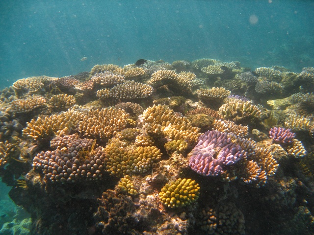 Gran Barrera de Coral australiana