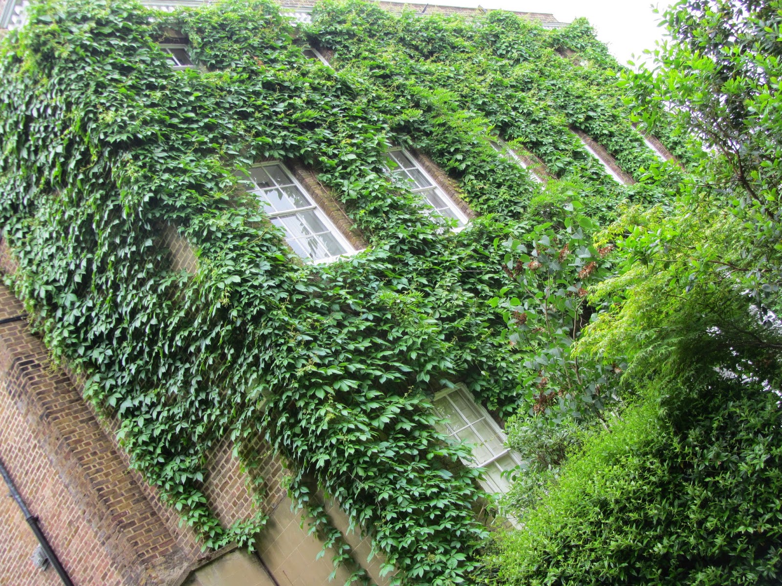 Ham Photos Ivy on Langham House