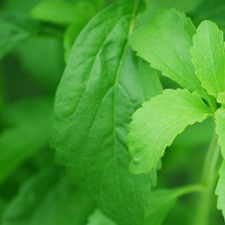 Stevia adoçante