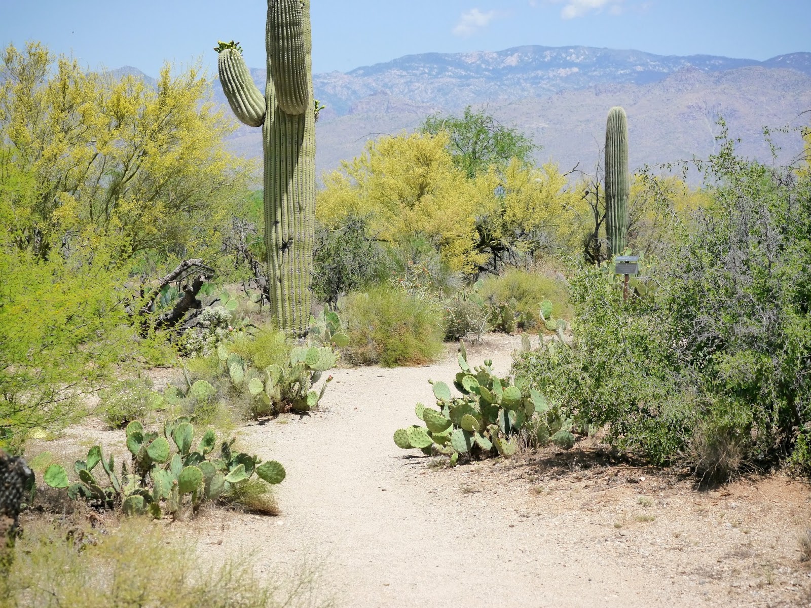 American Travel Journal Mica View Loop Trail Saguaro National Park