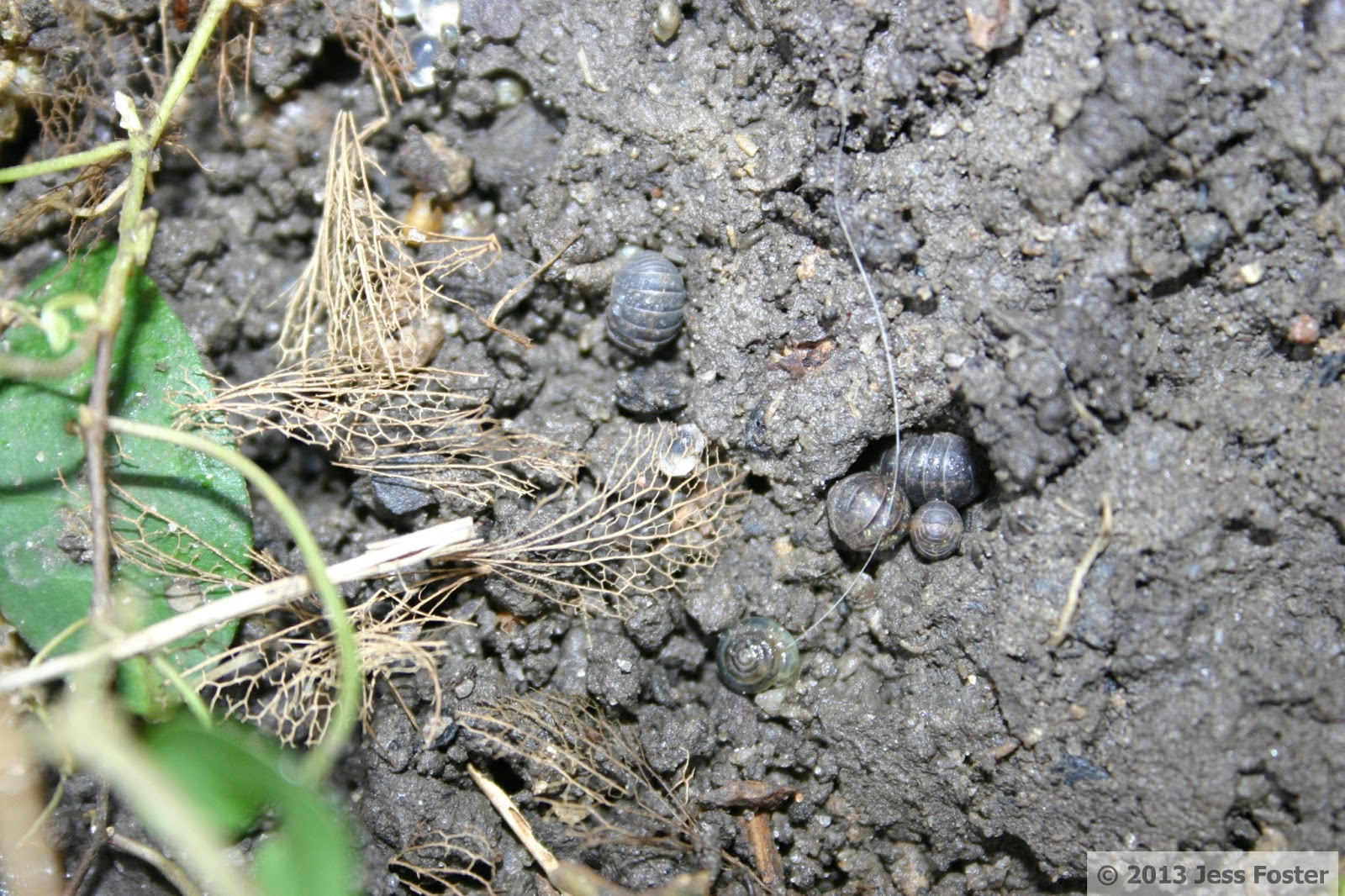 Sluggin' Along Slug Eggs New Location 5 Clutches