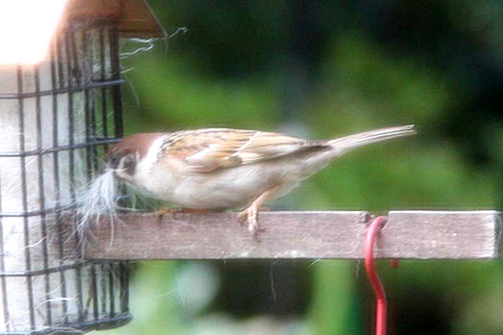 World Bird Sanctuary Dog Hair In My Feeder