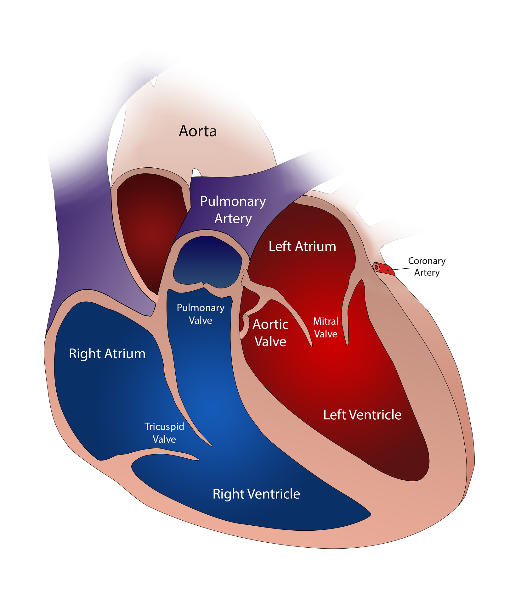 Artificial Heart Valve Heart Valve Replacement Material used