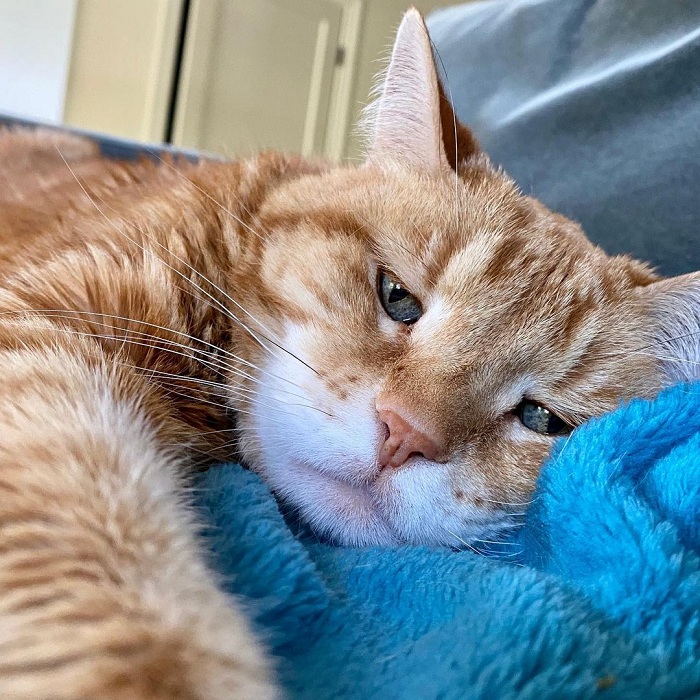 Gambar Kucing Oyen Yang Wow (26 Gambar)