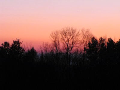 trees silhouetted in orange sunset