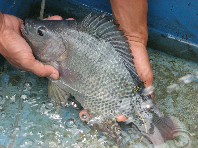 Peluang Usaha Ternak Ikan Nila Beserta Analisa Modal dan Keuntungannya