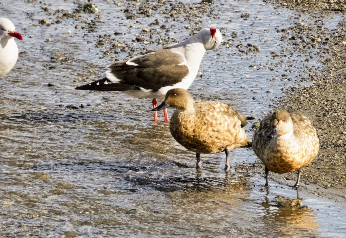8 Amazing Places To See the Best Birds of Patagonia