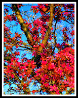 Spring blooms of crabapple tree