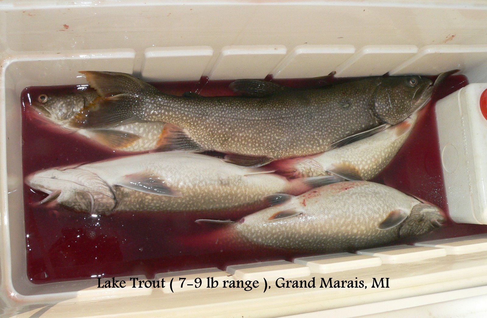 Rocky Top Ramblers The Lake Trout Fish Fry