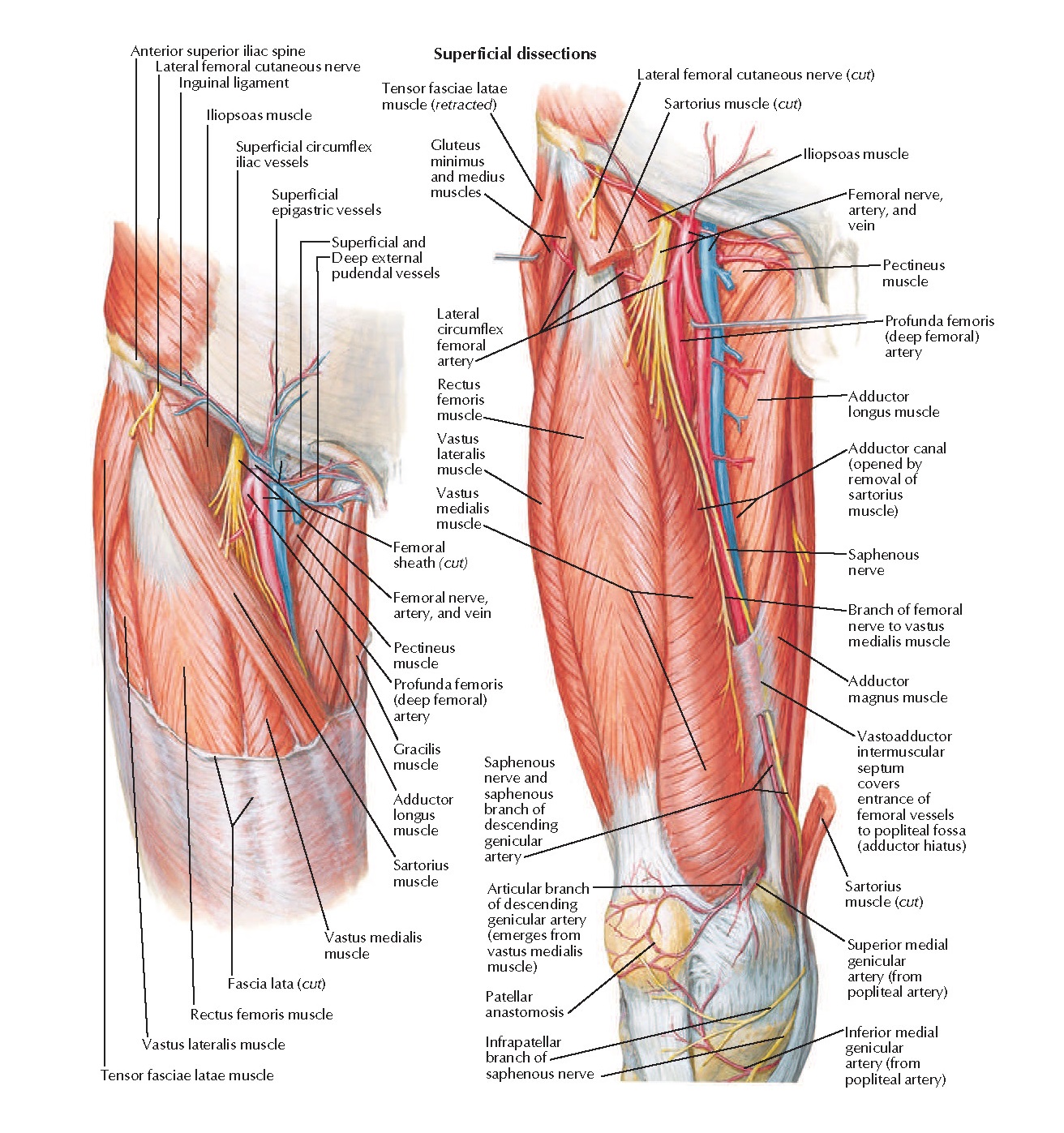 Гунтеров канал. Мышцы передней области бедра топографическая анатомия. Мышцы бедра бедренный треугольник. Топографическая анатомия бедра человека. Бедренный нерв иннервирует мышцы.