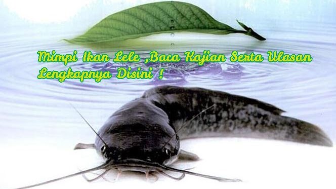 Mimpi Ikan Lele Baca Kajian Serta Ulasan Lengkapnya Disini Mimpi Ikan Lele Baca Kajian Serta Ulasan Lengkapnya Disini
