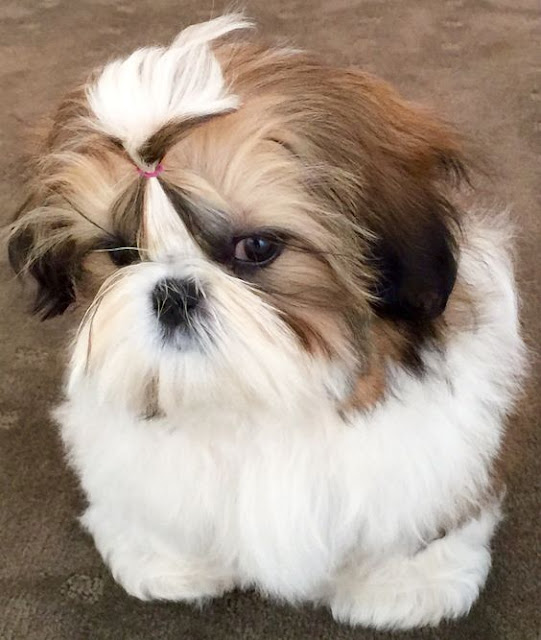 7. Shih tzu com os olhos nebulosos