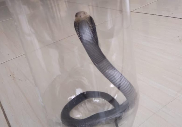 Sebelumnya Teror Sperma, Kali Ini Teror Anak Ular Kobra di Citayam