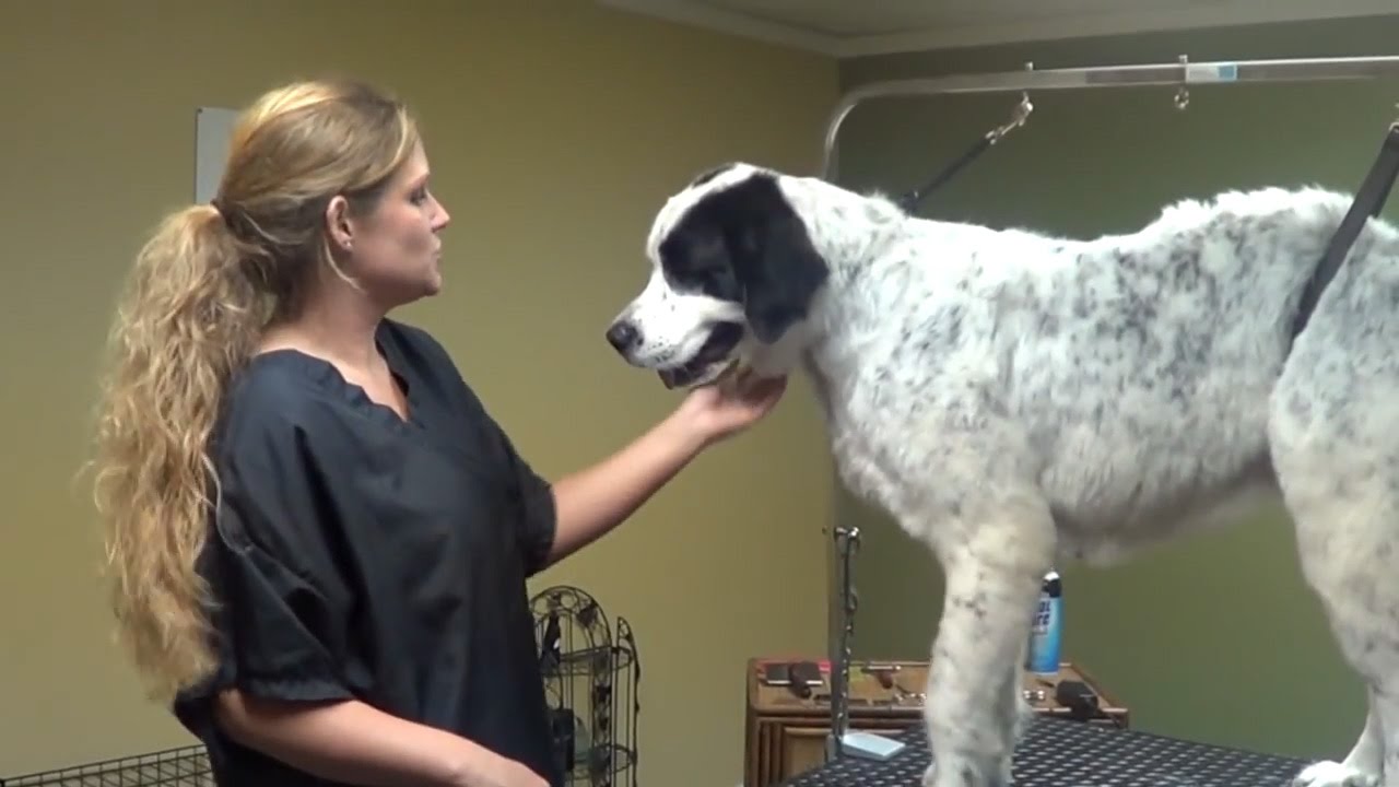 Great Pyrenees Grooming Tips Special Techniques for Large Breed Dogs