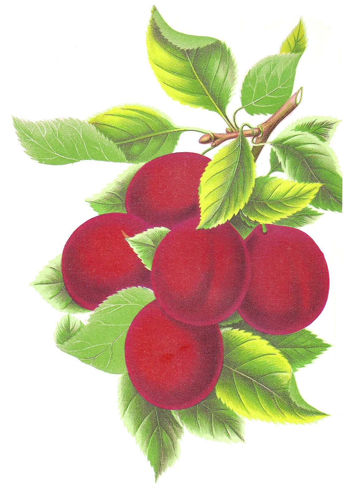 free vintage fruit clip art - photo #7
