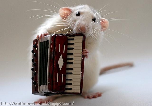 Funny  music rats