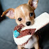 13 Reasons Why You Should Never Own Chihuahua