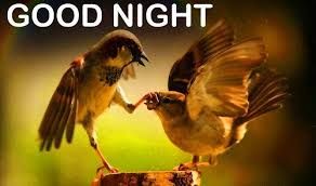 good night cute images