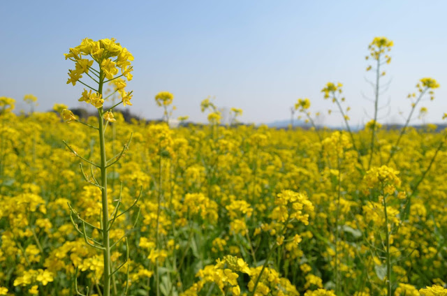 Canola Flower Festival 