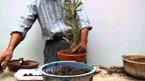 Persiapan Penanaman Bonsai Adenium Pot