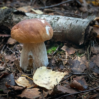 Грибы: грибные места, где собирать грибы Грибы: грибные места, где собирать грибы