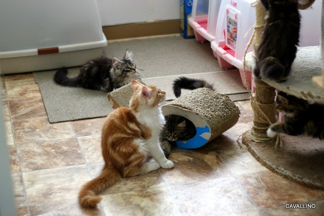 Cavallino 猫 ねこ ネコ ジェントルジャイアントならぬジェントルジャイ子さん 子猫とビリ子さん