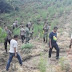 2 Hektar Ladang Ganja Dibumihanguskan TNI-Polri