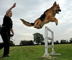 Train the German Shepherd dog