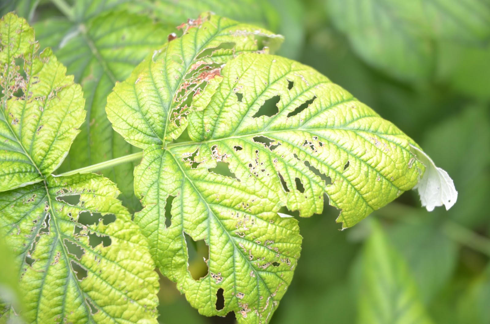Backyard Farming CSI Raspberry patch