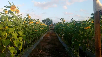 Agro wisata Kebun Al Quran Kaliploso