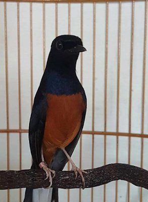 人気の完全なイメージと彼の名前のさえずり鳥の29種類 人気の完全なイメージと彼の名前のさえずり鳥の29種類