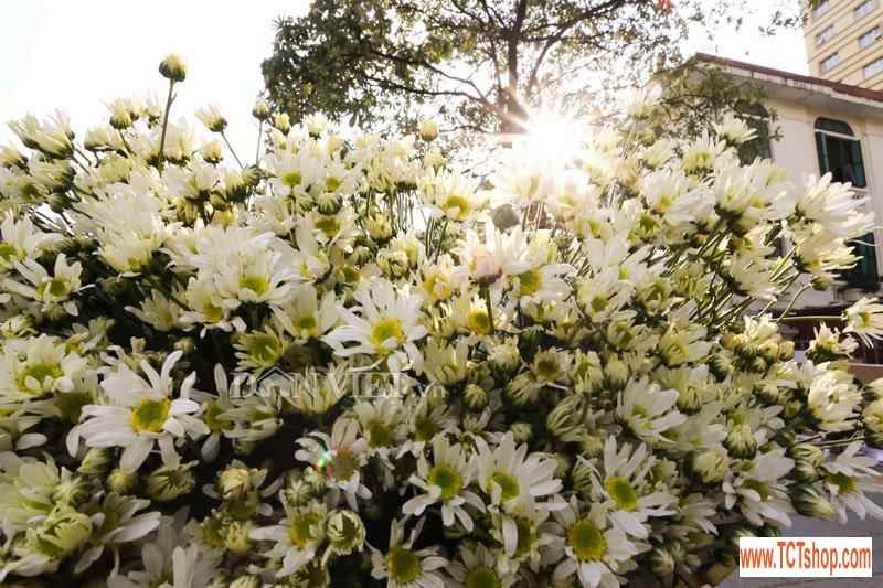 Trắng tinh khôi cúc họa mi trong chớm đông Hà Nội Trắng tinh khôi cúc họa mi trong chớm đông Hà Nội