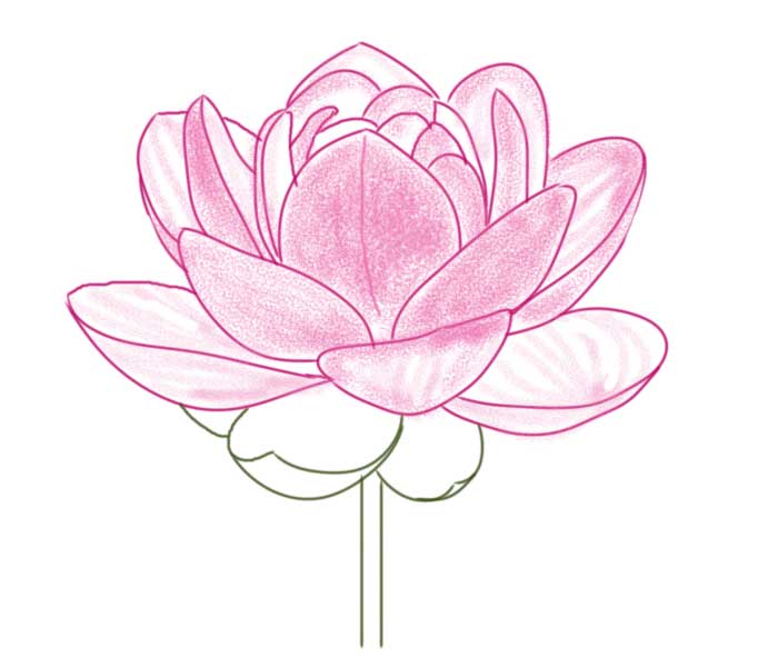 Featured image of post Easy Lotus Scenery Drawing / How to draw a lotus flower: