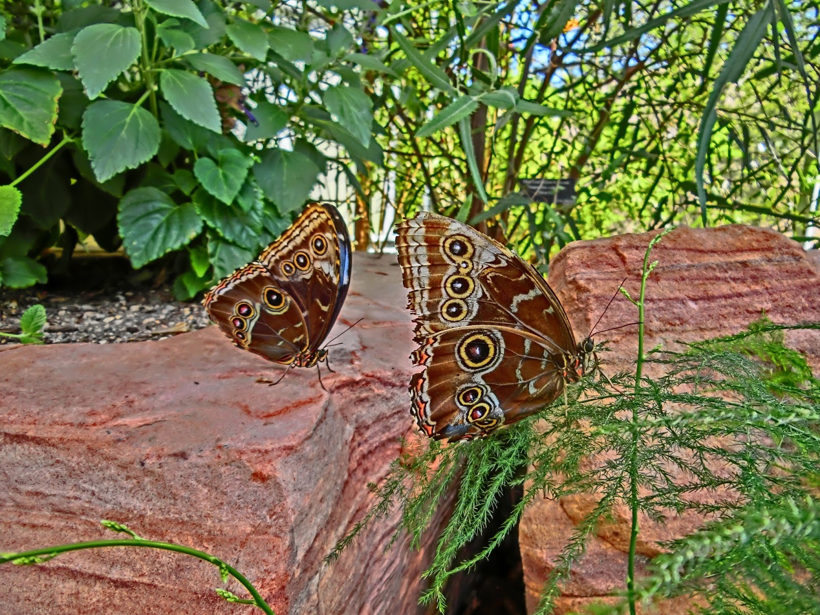 Nau speak Vegas Springs Preserve Butterfly Exhibit